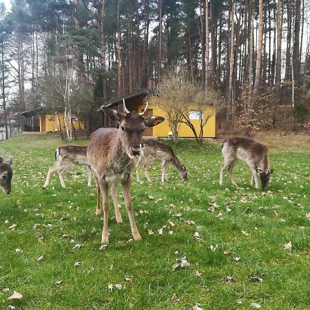 O.W.Bingo Hotel Bieszkowice Kültér fotó