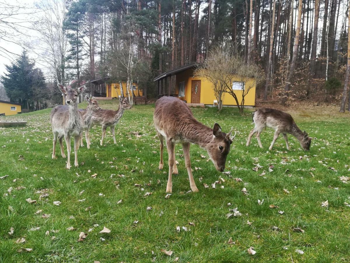 O.W.Bingo Hotel Bieszkowice Kültér fotó